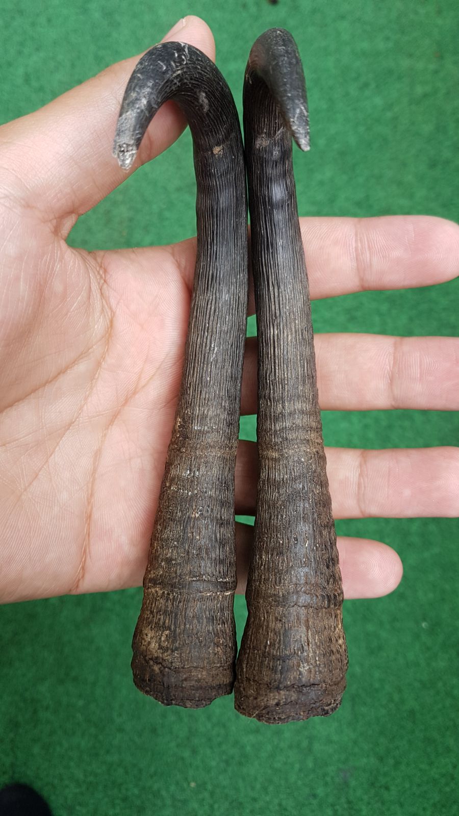 Scheletro di Camoscio